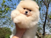 Ayı surat Pomeranian bebeğimiz