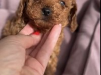 Toy Poodle Ve Maltipoo Köpeği