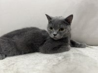 Gri british shorthair dişi kediler