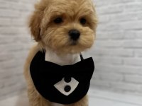 Maltipoo Bebeğimiz