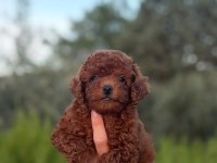 Safkan Dişi Erkek Toy Poodle Yavrular