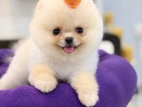 Yavru Pomeranian Boolarımız