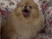 Pomeranian orjinal