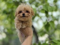 Maltipoo Yavrularımız 