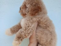 Aşılı Teacup kore maltipoo 