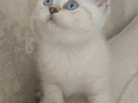 Güzeller güzeli bir bebek kedimiz