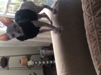 Dişi sphynx kedi 3 aylık