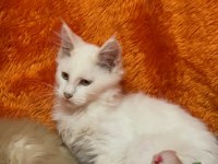 Beyaz maine coon kedimiz