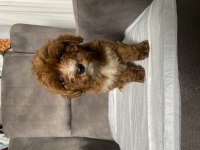 T CUP RED MALTİPOO OĞLUMUZ