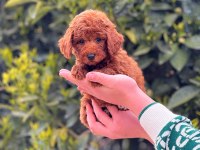 Toy poodle köpekler