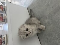 50 GÜNLÜK DİŞİ SCOTTISH FOLD