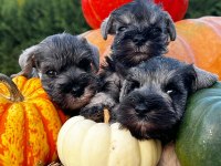 FCI secereli Miniatute Schnauzer yavruları
