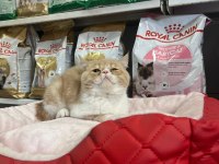 Türünün en güzel örneklerinden exotic shorthair