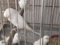 Yavru Muhabbet Kuşu