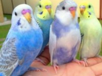 15 YAVRULU YUMURTALI TAKIM VE 15 YAVRU MUHABBET KUŞU