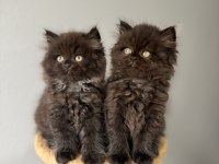 British longhair yavrularımız