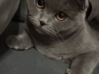 2 YAŞINDA DİŞİ SCOTTİSH FOLD