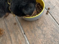 2 aylık bebek rottweiler