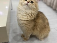 1,5 yaşında full şecereli british longhair