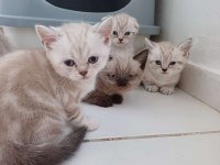 Birbirinden Güzel Scottish Fold Bebekler