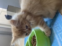 3 aylık sarı chinchilla