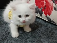İki aylık yavru kedi bir dişi bir erkek