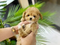 Evraklı Irk Ve Sağlık Garantili Mini Maltipoo Bebekler