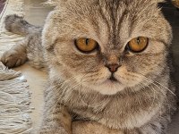 Dişi scottish fold kedimiz