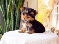 Sevimli Yorkshire Terrier Yavrumuz Yeni Ailesini Arıyor