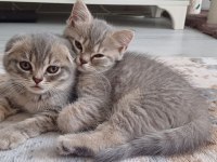 Minnoş kedimiz yeni ailesini arıyor