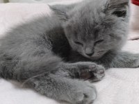 British shorthair bebeğimize yuva arıyoruz