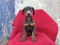 DOBERMAN KIZIL ERKEK