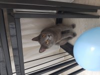 British shorthair oğlumuza yeni yuva arıyoruz