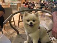 Erkek pomeranian 1 yaşında