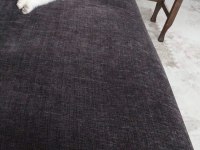 2 aylık british longhair