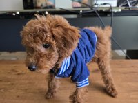 2,5 Aylık Toy Poodle Yavrumuz Bambi Sahibini Arıyor!