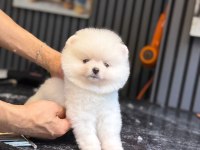 Ayıcık Surat Pomeranian