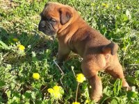 Orijinal BOXER yavruları...
