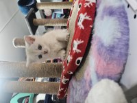Veteriner kontrolünde teslim edilecek british shorthair