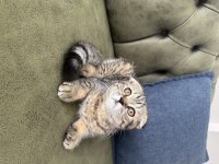 Scottish Fold Tabby
