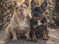 FLUFFY NEWSHADE İSABELLA MERLE FRENCH BULLDOG