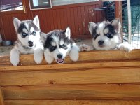 SON 1 ERKEK 2 DİSİ ÖMÜR BOYU IRK GARANTİLİ HUSKY