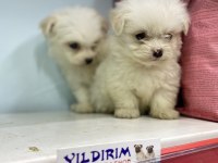 YILDIRIM GÜVENCESİ İLE IRK VE SAĞLIK GARANTİLİDİR