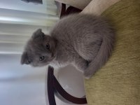 British shorthair 2 aylık yavrular