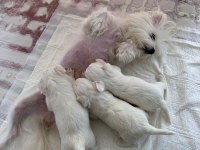 Maltipoo yavrularımız yeni yuvasına gitmeye hazır