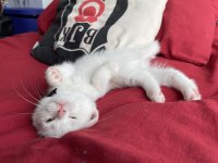 Sahiplendirilecek 02.04.23 doğumlu erkek british shorthair