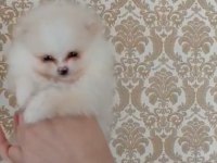 Pomeranian boo teacup yavrular