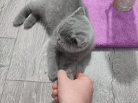 2 aylık çok uysal british shorthair