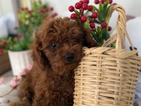 Poodle bebekler