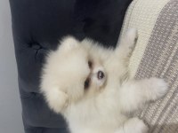 Pomeranian Bo Ayı Surat